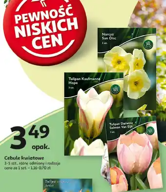 Auchan Tulipan kaufmanna hope oferta