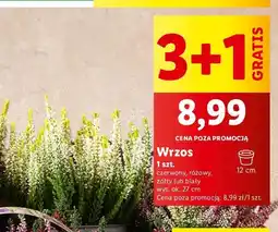 Lidl Wrzos biały 12 cm oferta