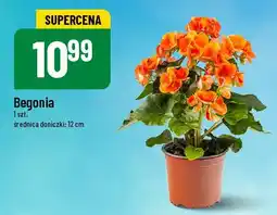 Polomarket Begonia oferta