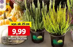 Lidl Wrzos Skyline oferta