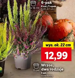 Lidl Wrzos dwa rodzaje oferta