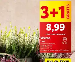 Lidl Wrzos oferta