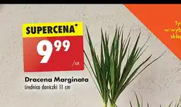 Biedronka Dracena marginata oferta