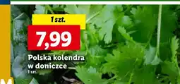 Lidl Kolendra oferta