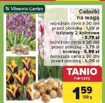 Carrefour Cebulki tulipanów dwukolorowych Vilmorin Garden oferta