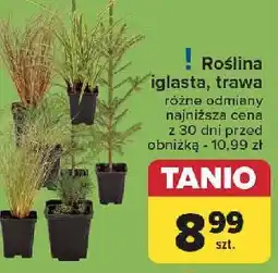 Carrefour Roślina iglasta oferta