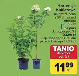 Carrefour Hortensja bukietowa don. 2 l oferta