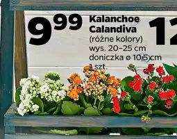 Netto Kalanchoe Calandiva oferta