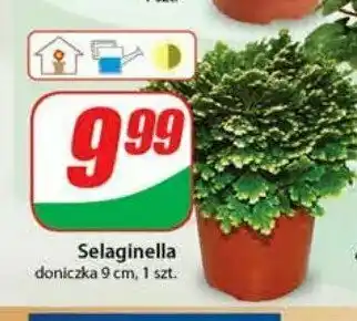 Dino Selaginella 1 SZT oferta