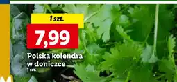 Lidl Kolendra oferta