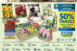 Lidl Cebulki kwiatów oferta