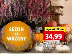 Lidl Wrzos oferta