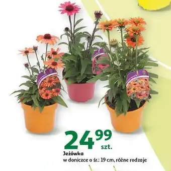 Auchan Jeżówka oferta