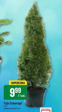 Tuja Szmaragd