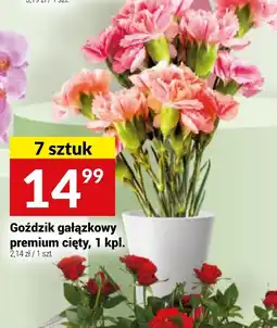 Twój Market Goździk gałązkowy premium cięty oferta