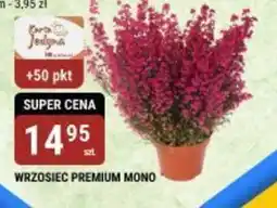 bi1 Wrzosiec Premium Mono oferta