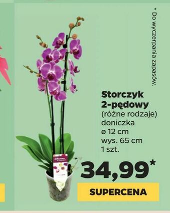 Netto Storczyk 2-pędowy oferta