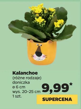 Netto Kalanchoe oferta