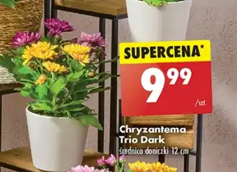 Biedronka Chryzantema oferta