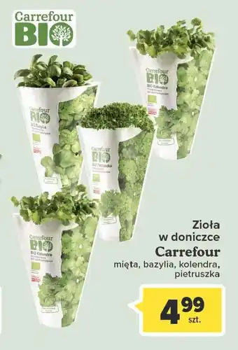 Carrefour Pietruszka 1 SZT oferta