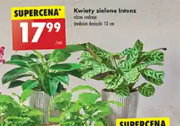 Biedronka Kwiaty zielone Intenz oferta