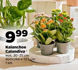 Netto Kalanchoe Calandiva oferta
