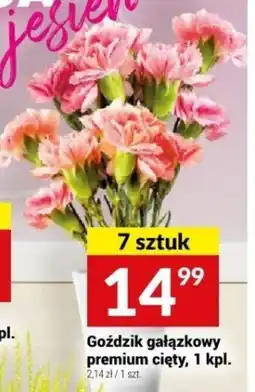 Twój Market Goździk gałązkowy premium cięty oferta