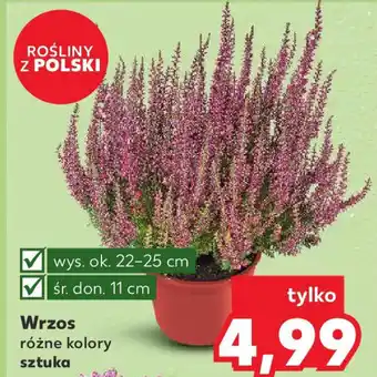 Kaufland Wrzos oferta
