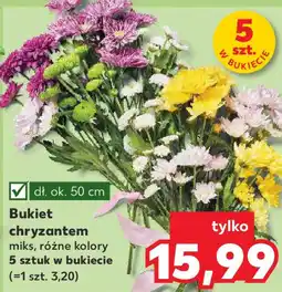Kaufland Bukiet chryzantem oferta