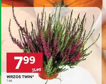 Stokrotka Wrzos oferta