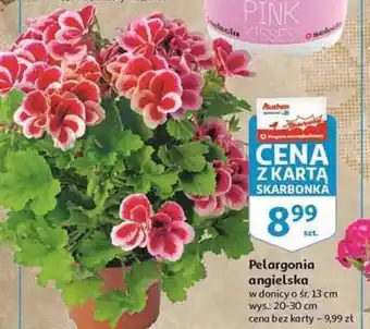 Auchan Pelargonia angielska 1szt. oferta