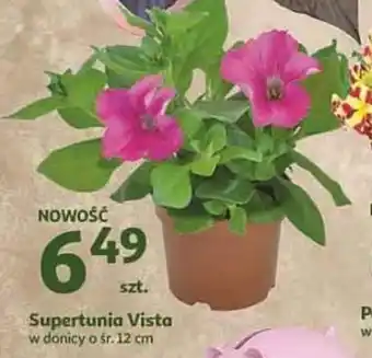 Auchan Supertunia Vista 1szt. oferta