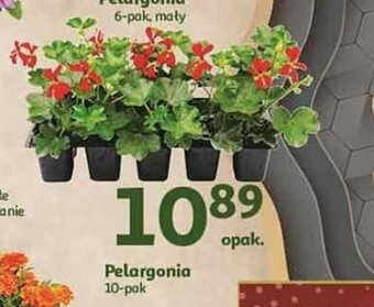 Auchan Pelargonia 10-pak oferta