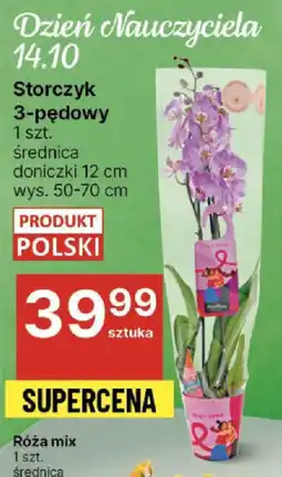 Delikatesy Centrum Storczyk 3-pędowy oferta
