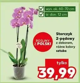 Kaufland Storczyk 2-pędowy oferta