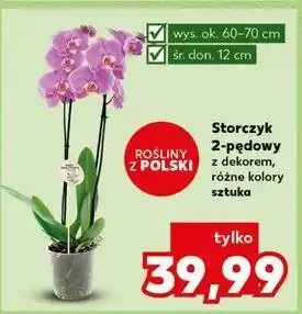 Kaufland Storczyk 2-pędowy oferta