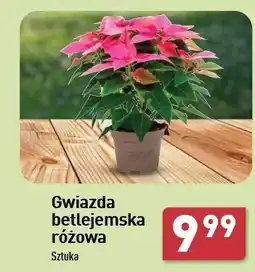 ALDI Gwiazda betlejemska oferta