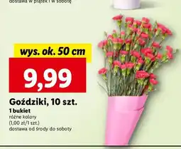 Goździki 50 cm
