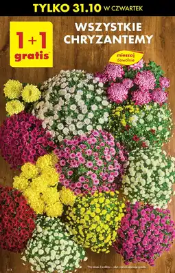 Biedronka Chryzantemy oferta