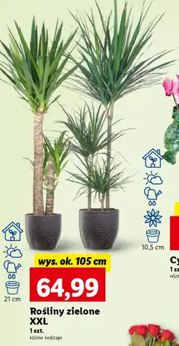 Lidl Rośliny zielone oferta