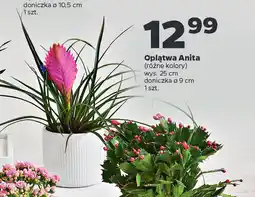 Netto Opłatwa Anita oferta