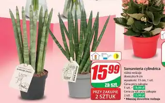 Dino Sansevieria cylindrica 9 cm oferta