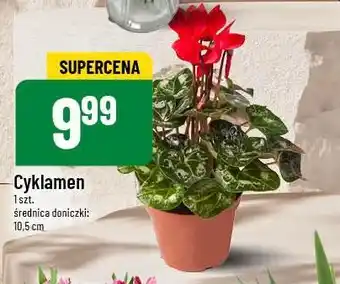 Polomarket Cyklamen oferta