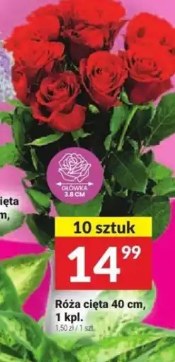 Twój Market Róża cięta oferta