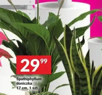 Twój Market Spathiphyllum doniczka oferta