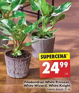 Filodendron white knight