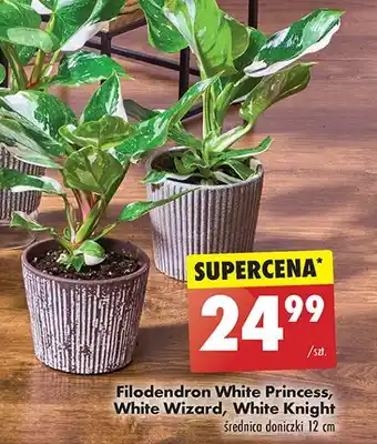 Biedronka Filodendron white knight oferta