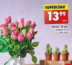 Biedronka Róża oferta