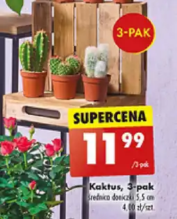 Biedronka Kaktus oferta