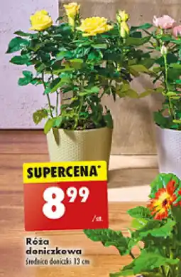 Biedronka Róża doniczkowa oferta